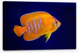Fish / Aquatic Stretched Canvas 174727094