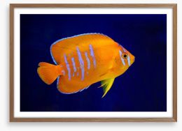 Fish / Aquatic Framed Art Print 174727094