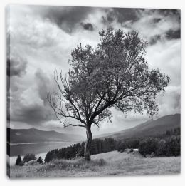 Trees Stretched Canvas 175324241