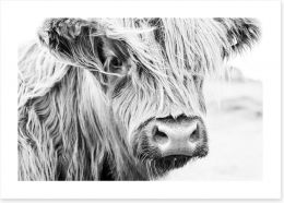 Highland cow monochrome Art Print 175918445