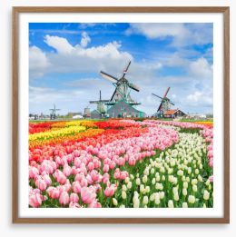 Tulips and windmills Framed Art Print 177048332