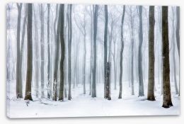 Forests Stretched Canvas 179669196