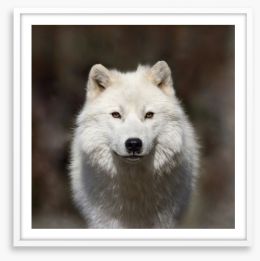 Arctic wolf Framed Art Print 181344295