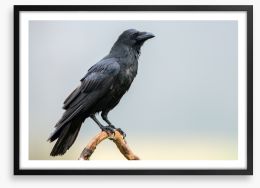The black raven Framed Art Print 181721814