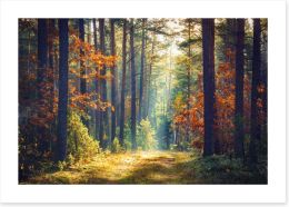Forests Art Print 182884554