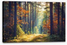 Forests Stretched Canvas 182884554