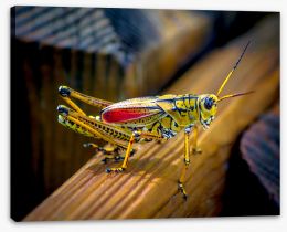 Insects Stretched Canvas 184489516