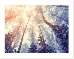 Forests Art Print 186320824