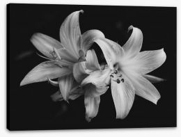 Pure lily Stretched Canvas 187017598c