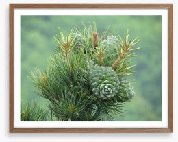 Budding pine cones Framed Art Print 187780853