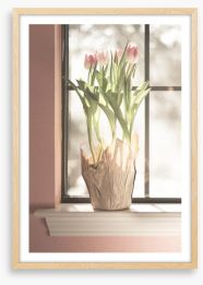Translucent tulips