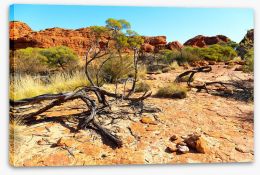 Outback Stretched Canvas 191312012