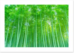Luminous bamboo forest Art Print 192445571