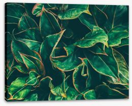 Leaves Stretched Canvas 193439024