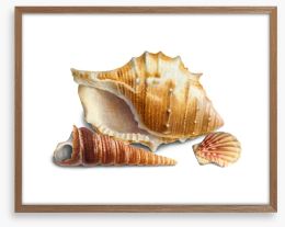 Three shells III Framed Art Print 193549576