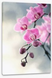 Flowers Stretched Canvas 193728676