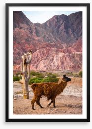Alpaca in the Andes Framed Art Print 194225241