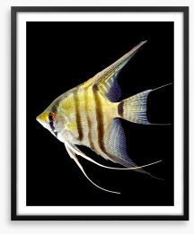 Fish / Aquatic Framed Art Print 195071566