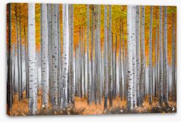 Forests Stretched Canvas 195099679
