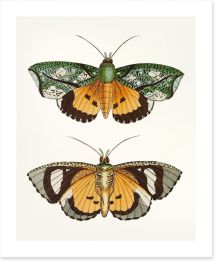 Butterflies Art Print 197123476