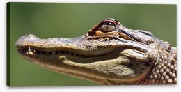 Reptiles / Amphibian Stretched Canvas 198536167