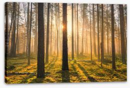 Forests Stretched Canvas 200232642