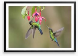 Fiery throated hummingbirds Framed Art Print 201705001