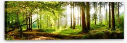 Forests Stretched Canvas 202838165