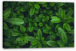 Leaves Stretched Canvas 204026345