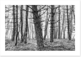 Forests Art Print 205412973