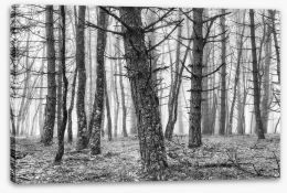 Forests Stretched Canvas 205412973