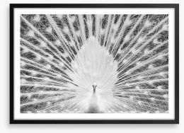 The white peacock Framed Art Print 205939904
