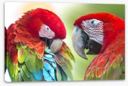Birds Stretched Canvas 205993425