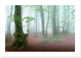 Forests Art Print 206226907