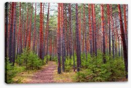 Forests Stretched Canvas 206771134
