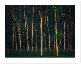 Forests Art Print 207010910