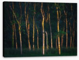 Forests Stretched Canvas 207010910
