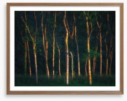 Forests Framed Art Print 207010910