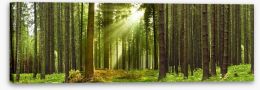 Sunlight forest panorama Stretched Canvas 20719584