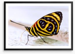 Insects Framed Art Print 207202994