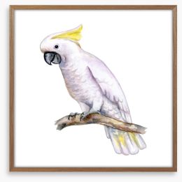 The white cockatoo Framed Art Print 210203954