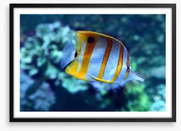 Fish / Aquatic Framed Art Print 210216730