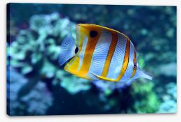 Fish / Aquatic Stretched Canvas 210216730