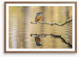 Kingfisher mirror Framed Art Print 210275362