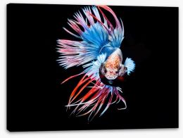 Fish / Aquatic Stretched Canvas 211771005