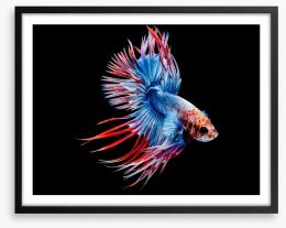 Fish / Aquatic Framed Art Print 211771015
