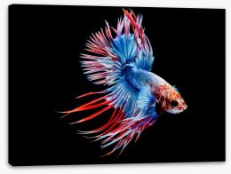 Fish / Aquatic Stretched Canvas 211771015