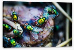 Insects Stretched Canvas 213944852