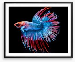 Fish / Aquatic Framed Art Print 216071450
