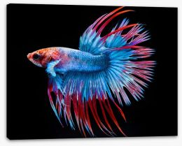 Fish / Aquatic Stretched Canvas 216071450